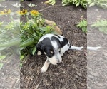 Puppy Mirabel Bernedoodle-Bluetick Coonhound Mix