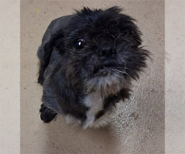 Medium Photo #1 Shih Tzu Puppy For Sale in Chula Vista, CA, USA