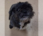 Small Shih Tzu