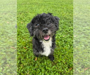 Maltese-Unknown Mix Dogs for adoption in Valrico, FL, USA