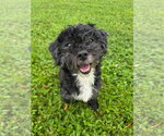 Small Maltese Mix
