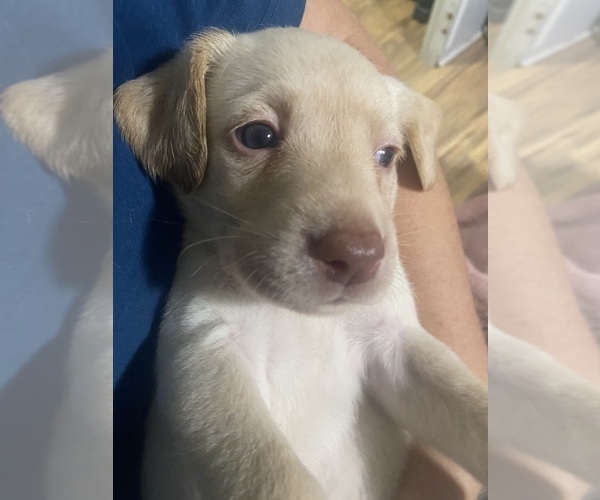 Medium Photo #30 Labrador Retriever Puppy For Sale in WILDWOOD, FL, USA