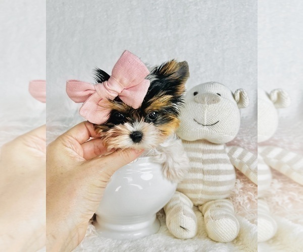 Medium Photo #4 Yorkshire Terrier Puppy For Sale in THONOTOSASSA, FL, USA