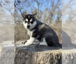 Small Photo #6 Siberian Husky Puppy For Sale in STAPLES, MN, USA