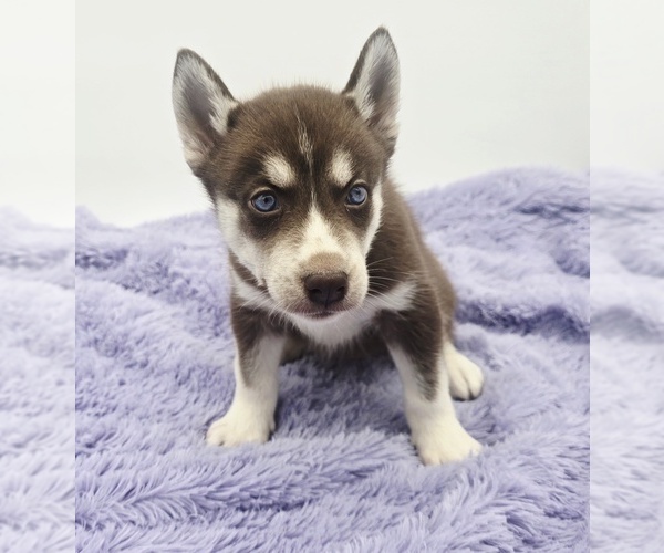 Medium Photo #4 Siberian Husky Puppy For Sale in SANDY HOOK, KY, USA