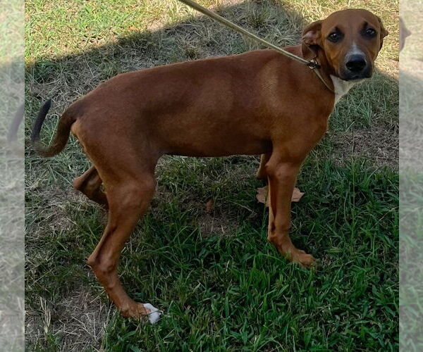 Medium Photo #2 Mutt Puppy For Sale in Tarboro, NC, USA