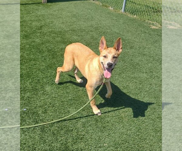 Medium Photo #3 Akita-Unknown Mix Puppy For Sale in Rockwall, TX, USA