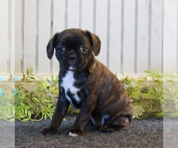Medium Photo #3 Boston Terrier-Cavalier King Charles Spaniel Mix Puppy For Sale in MORGANTOWN, PA, USA