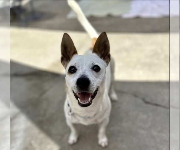 Medium Photo #1 Jack Russell Terrier-Unknown Mix Puppy For Sale in Sonora, CA, USA