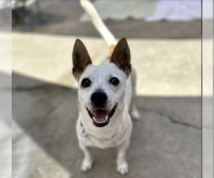 Jack Russell Terrier-Unknown Mix Dogs for adoption in Sonora, CA, USA