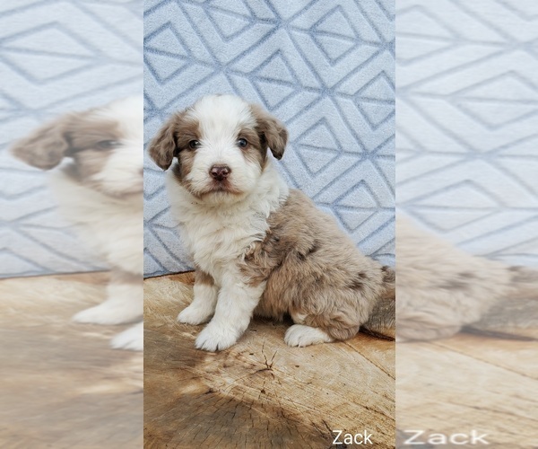 Medium Photo #1 Aussiedoodle Miniature  Puppy For Sale in SULLIVAN, IL, USA