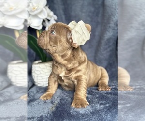 French Bulldog Puppy for sale in REVERE, MA, USA
