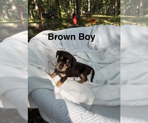 Medium Photo #5 Doxie-Pin Puppy For Sale in NEW FLORENCE, MO, USA