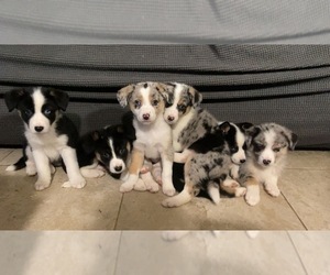 Australian Shepherd-Siberian Husky Mix Puppy for sale in BAKERSFIELD, CA, USA