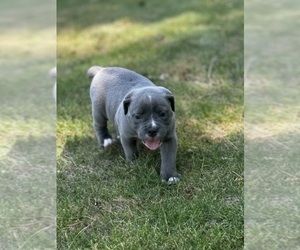 Olde English Bulldogge Litter for sale in BIRMINGHAM, AL, USA
