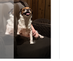 Small Photo #2 Shiranian Puppy For Sale in Evansville, IN, USA