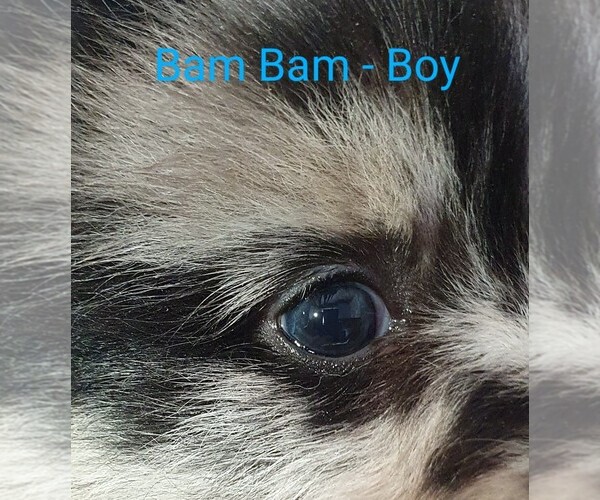 Medium Photo #10 Pomsky Puppy For Sale in SEBRING, FL, USA