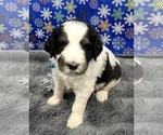 Puppy Rain light blue Bernedoodle