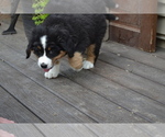 Puppy Otto Bernese Mountain Dog