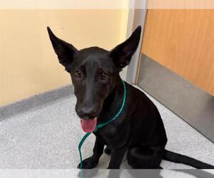 German Shepherd Dog Dogs for adoption in Orange, CA, USA