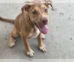 Small #1 Labrador Retriever Mix