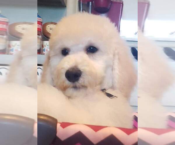 Medium Photo #28 Poodle (Standard) Puppy For Sale in MANCHESTER, MI, USA