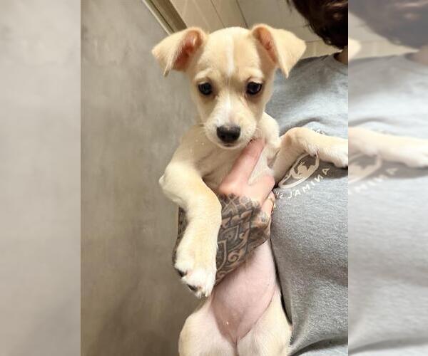 Medium Photo #1 Chihuahua-Unknown Mix Puppy For Sale in Santa Cruz, CA, USA