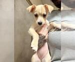 Small Chihuahua Mix