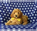 Small Photo #2 Goldendoodle (Miniature) Puppy For Sale in GLEN ROCK, PA, USA