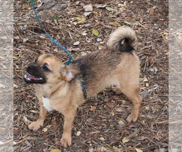 Medium Photo #2 Chug Puppy For Sale in Bandera, TX, USA