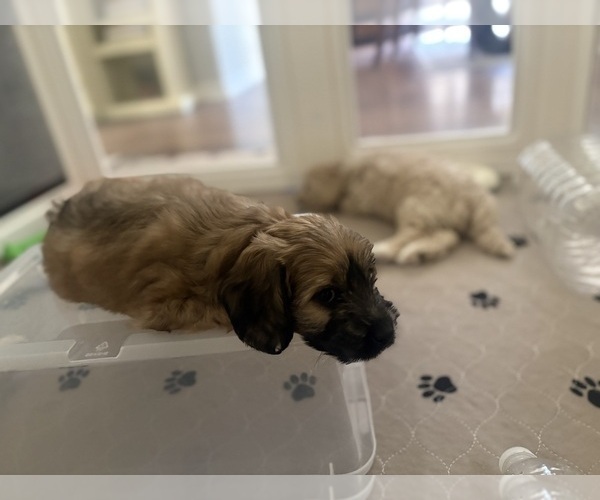 Medium Photo #5 Goldendoodle (Miniature) Puppy For Sale in CAPE CORAL, FL, USA