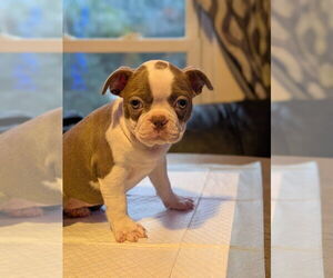 Medium Boston Terrier