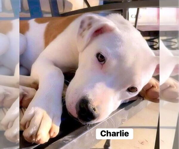 Medium Photo #3 American Bulldog-Unknown Mix Puppy For Sale in Alexander, AR, USA