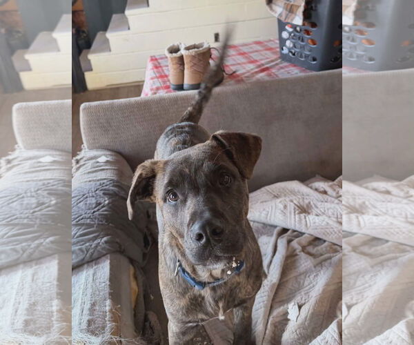 Medium Photo #3 Labrador Retriever-Plott Hound Mix Puppy For Sale in SHERBURNE, NY, USA