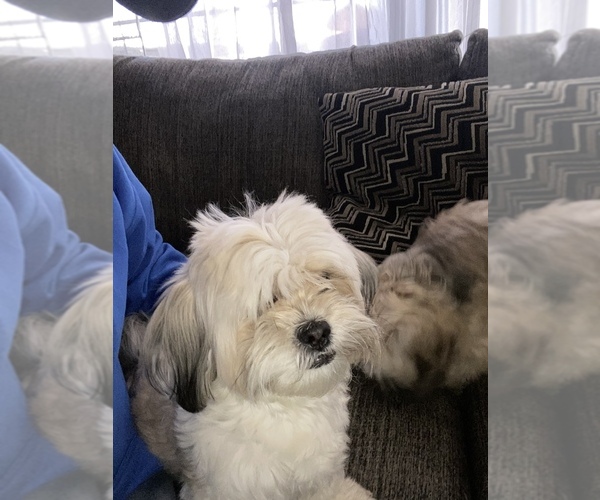 Medium Photo #1 Zuchon Puppy For Sale in THURMAN, OH, USA