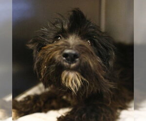 Poodle (Miniature)-Unknown Mix Dogs for adoption in San Antonio, TX, USA