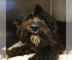 Small Poodle (Miniature) Mix