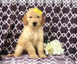 Small Photo #11 Goldendoodle Puppy For Sale in LAKELAND, FL, USA