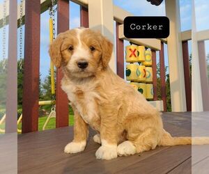Bernedoodle-Poodle (Miniature) Mix Puppy for sale in FORT PLAIN, NY, USA