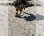 Small Photo #26 Rhodesian Ridgeback Puppy For Sale in MORONGO VALLEY, CA, USA