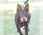 Small #3 Labrador Retriever Mix