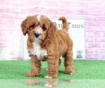 Small Photo #3 Cavalier King Charles Spaniel-Poodle (Toy) Mix Puppy For Sale in BEL AIR, MD, USA