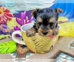 Small #2 Yorkshire Terrier