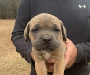 Cane Corso Puppy for sale in PULASKI, MS, USA