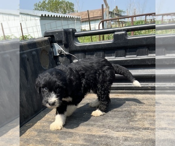 Medium Photo #6 Aussiedoodle-Poodle (Standard) Mix Puppy For Sale in RUSSELL, IA, USA