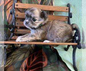 Chihuahua Puppy for sale in NEWVILLE, PA, USA