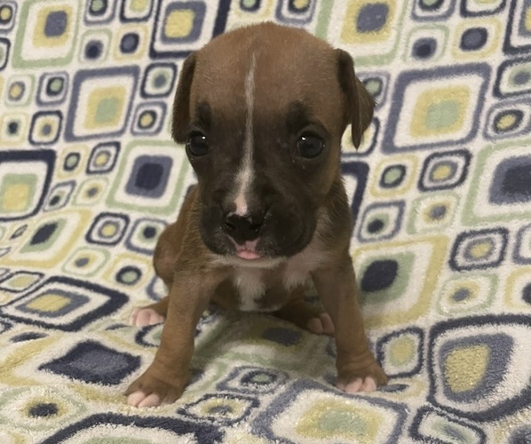 Medium Photo #7 Boxer Puppy For Sale in BAYTOWN, TX, USA