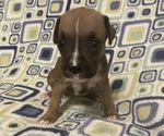 Small Photo #7 Boxer Puppy For Sale in BAYTOWN, TX, USA