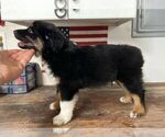 Small #4 Miniature Australian Shepherd
