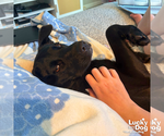 Small #4 Labrador Retriever Mix